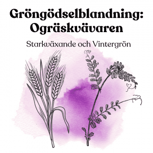 Gröngödslingsblandning: Ogräskvävaren