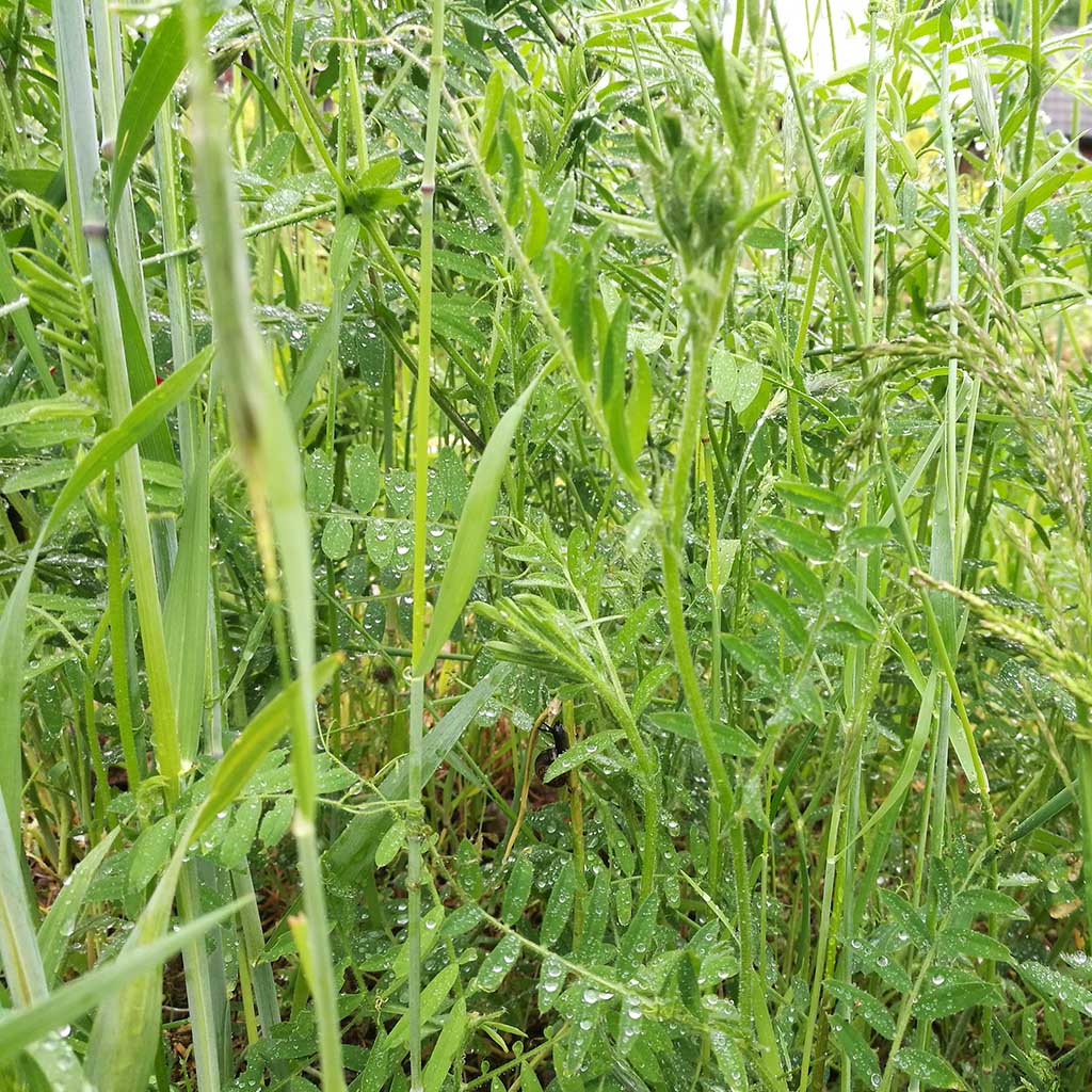 Gröngödslingsblandning: Ogräskvävaren - Bild 3