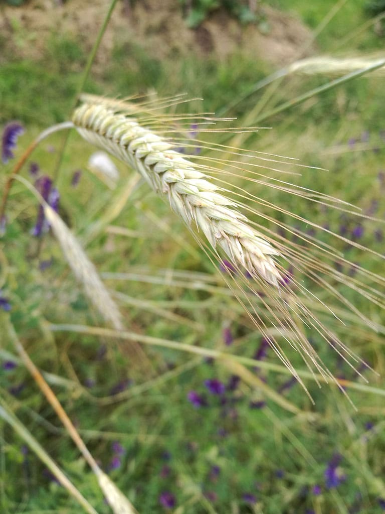 Gröngödslingsblandning: Ogräskvävaren - Bild 4