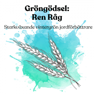 Gröngödsling: Ren Råg