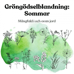 Gröngödslingsblandning: Sommar