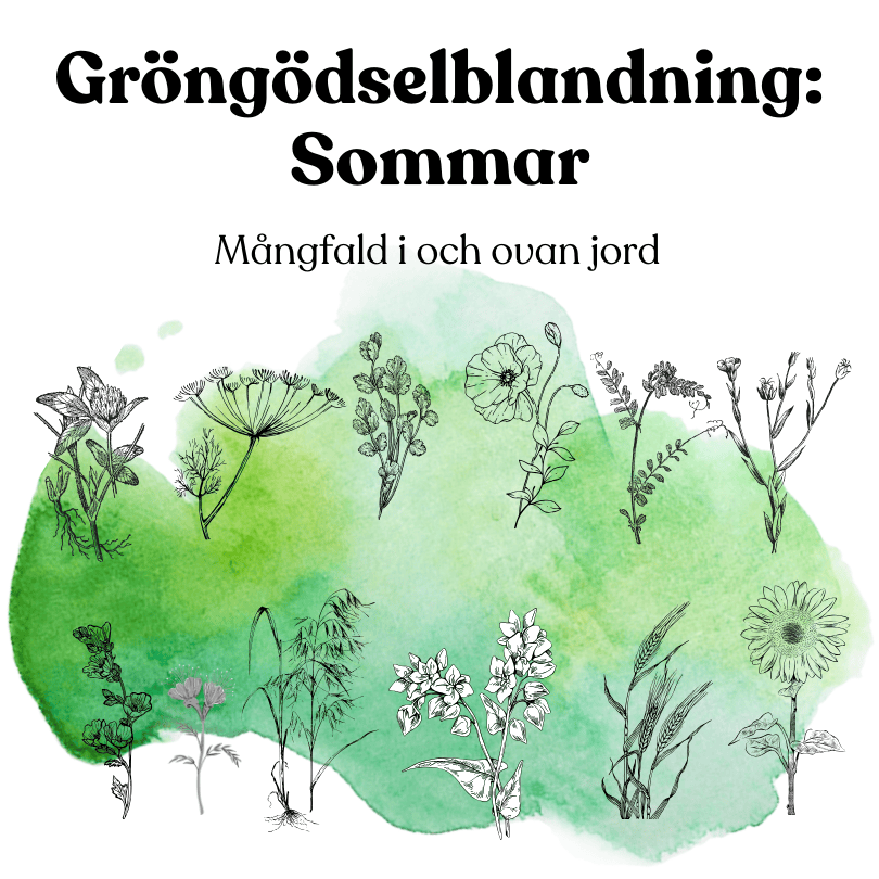 Gröngödslingsblandning: Sommar