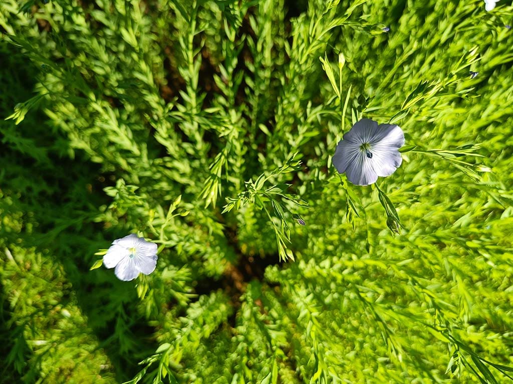 Gröngödslingsblandning: Sommar - Bild 7