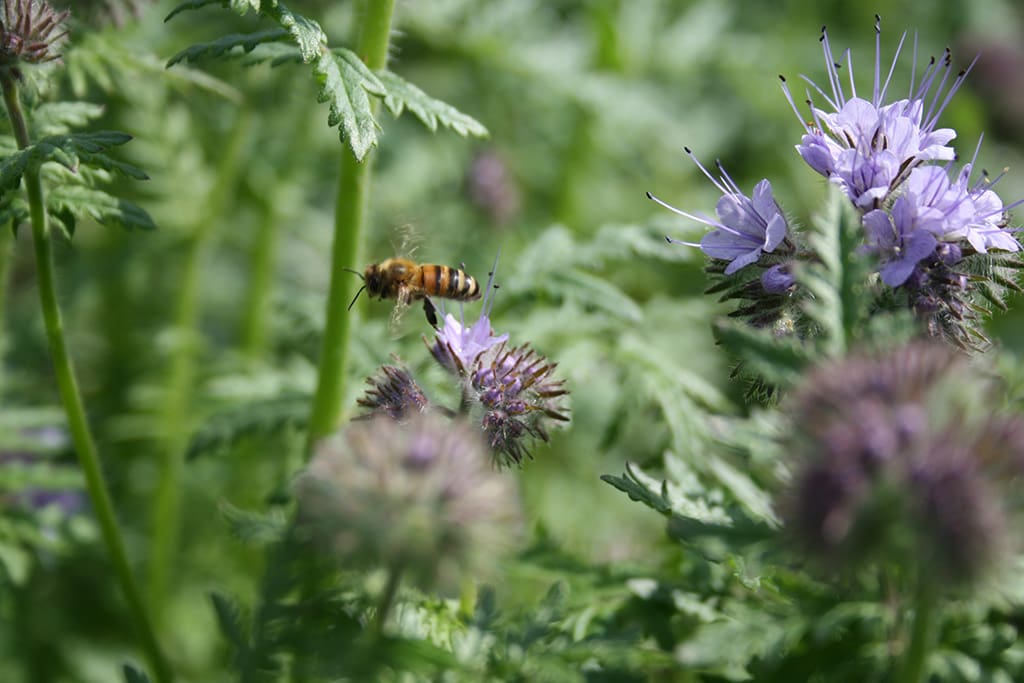 Gröngödslingsblandning: Sommar - Bild 5