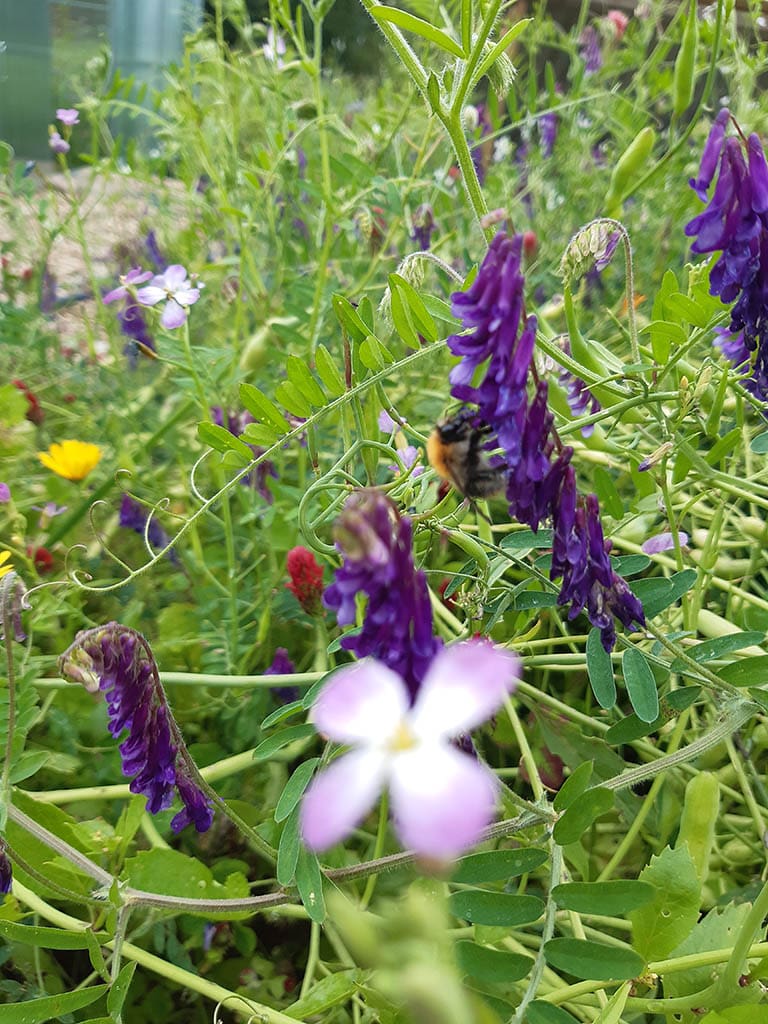 Gröngödslingsblandning: Sommar - Bild 2