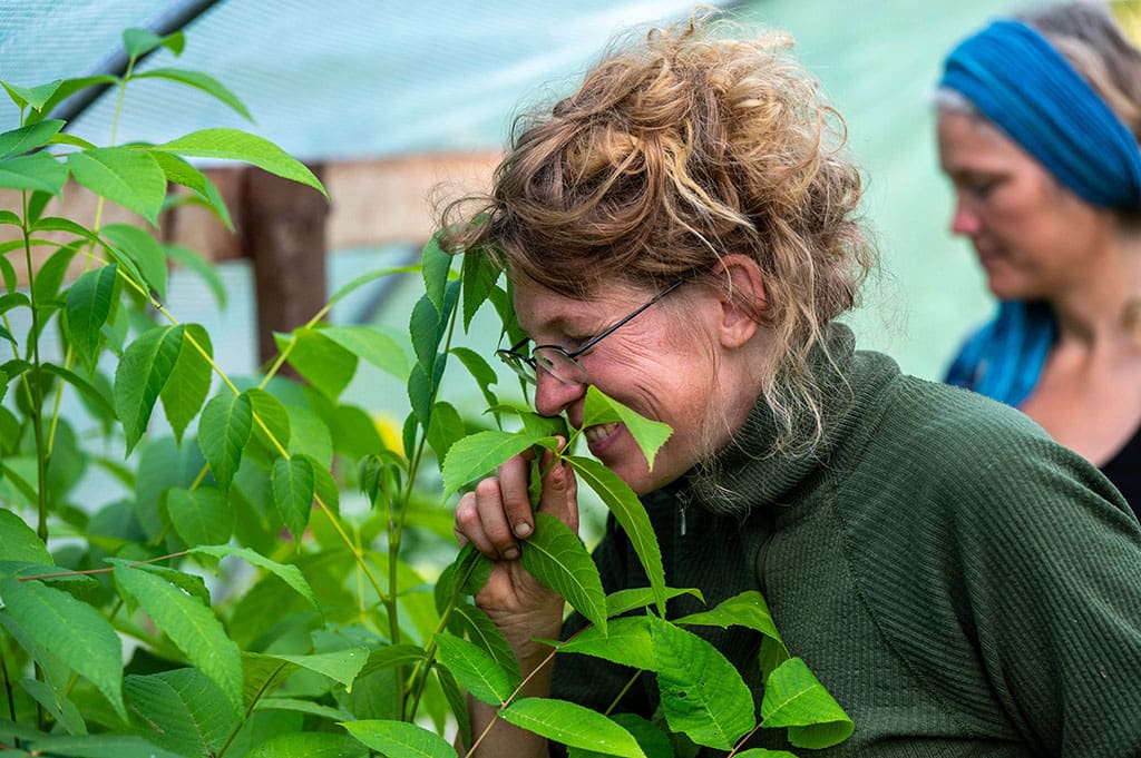 permakultur plantskola