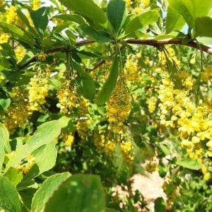 koreansk berberis