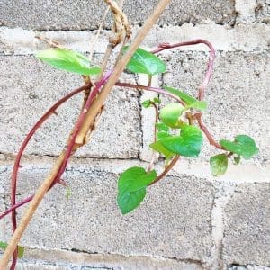 Malabarspenat röd eller vit 3 barrotade plantor