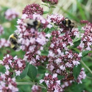 Nordisk oregano kungsmynta