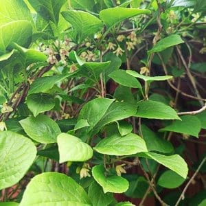 schisandra fjärilsbuske