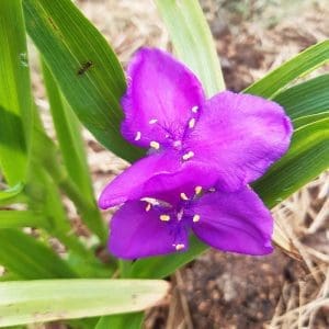 tremasterblomma