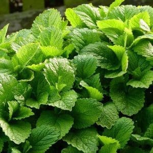 citronmeliss