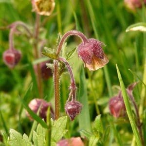 humleblomster