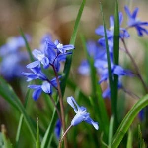 scilla